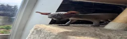 Sphynx cats for sale: 🐈‍⬛🐾 Sphynx elf's / Canadian kittens  - Advert 5