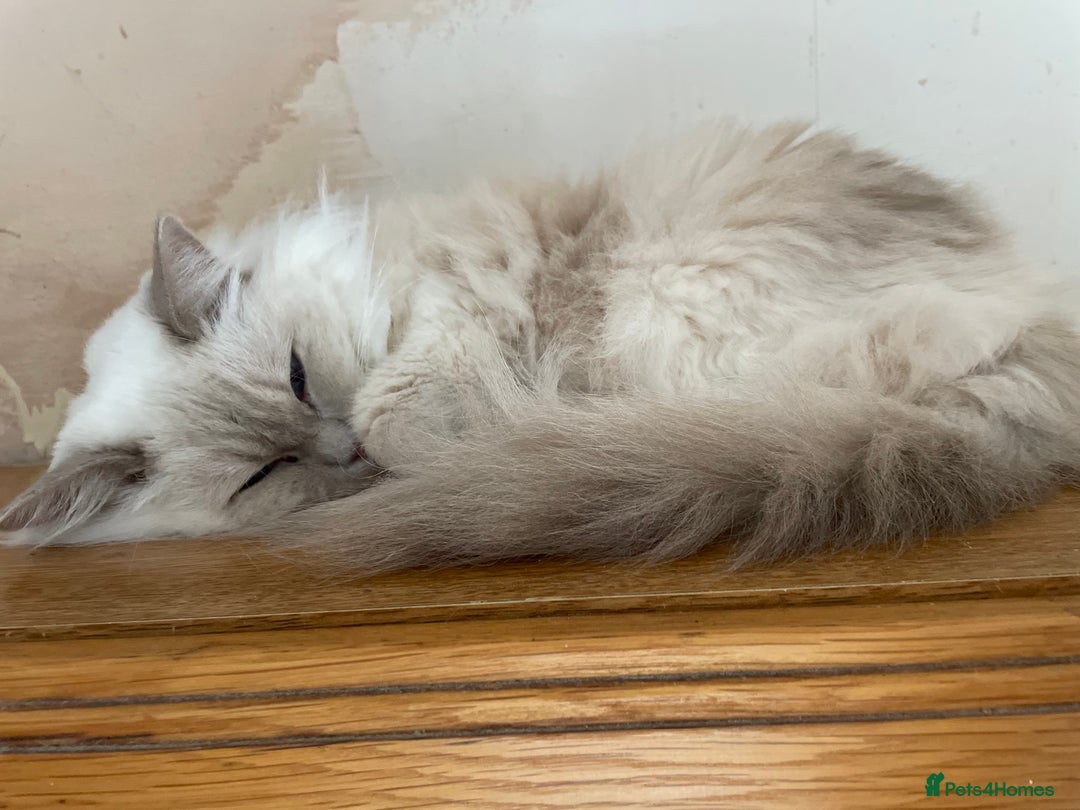 Ragdoll cats for sale: Ready to retire  - Image 8