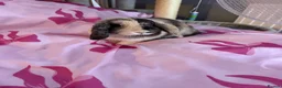 English Lop rabbits for sale: Bluey and bingo sisters - Advert 2