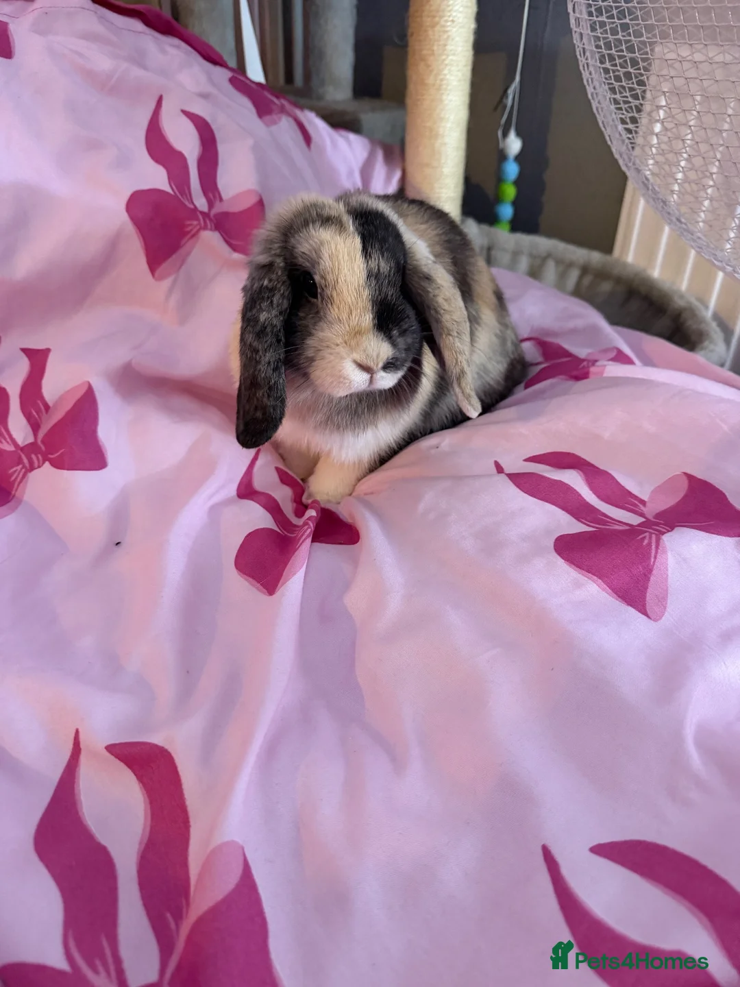 English Lop rabbits for sale: Bluey and bingo sisters - Advert 2