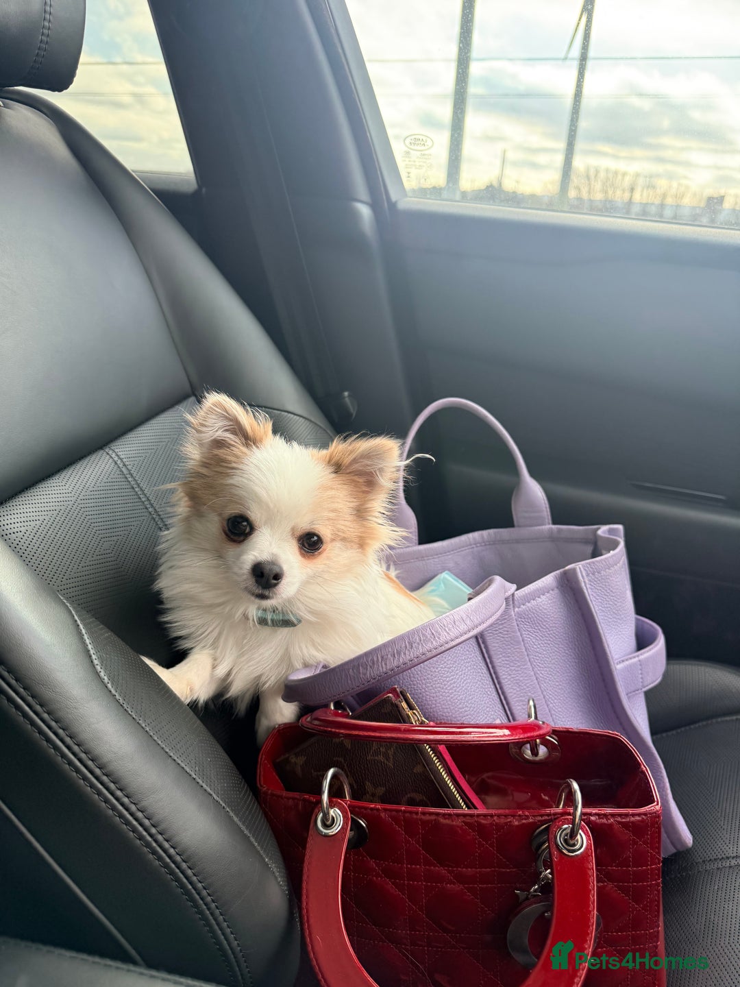 Pomchi dogs for sale: Pomchi boy must go by this week - Image 1