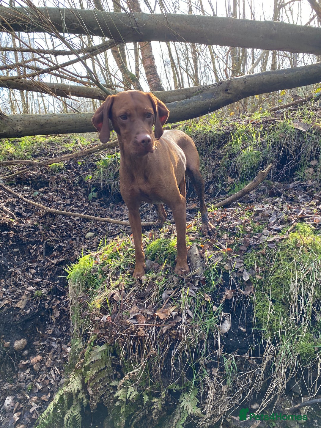 Hungarian Vizsla dogs for sale: Smooth Hungarian Vizslas  - Advert 7