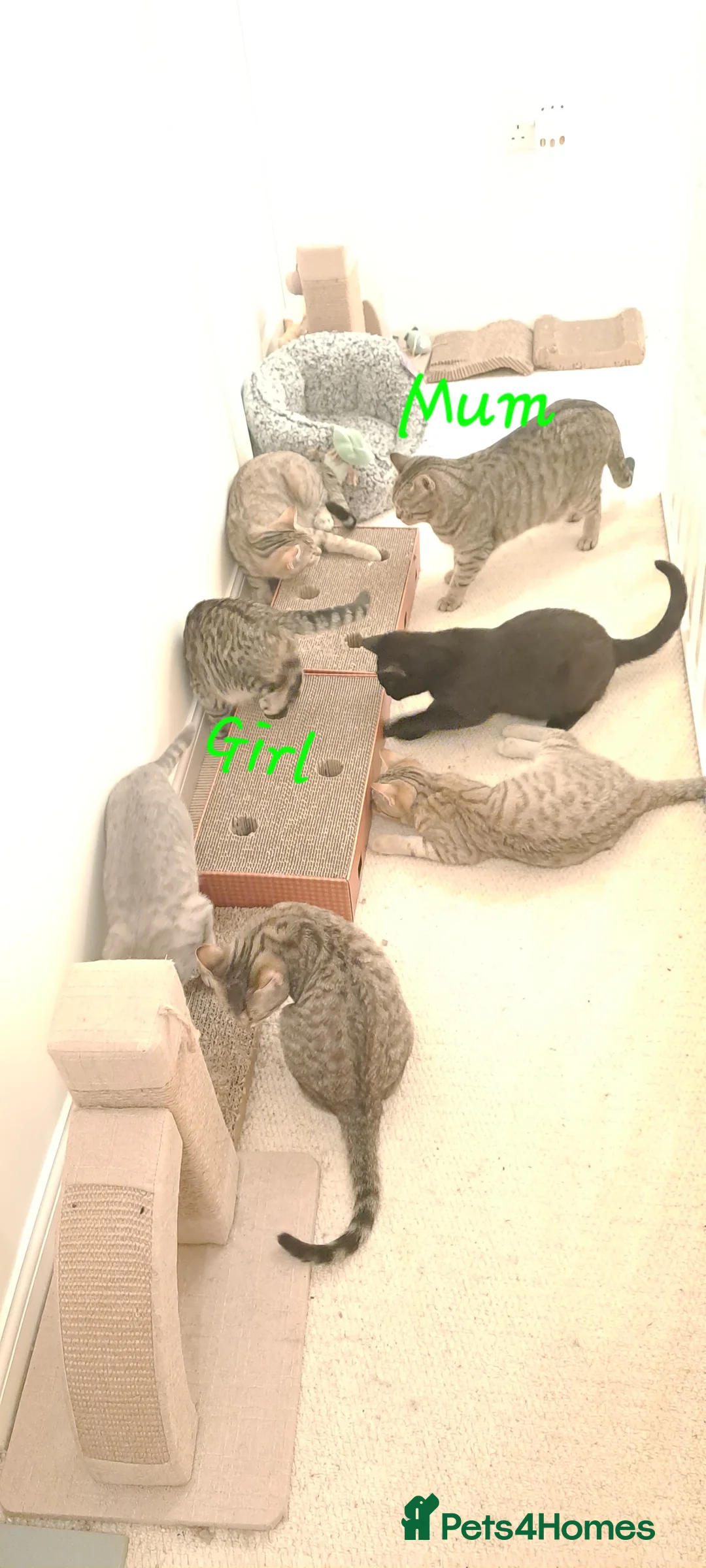 Mixed Breed cats for sale: Quarter Bengal kittens, looking for forever homes  - Advert 3