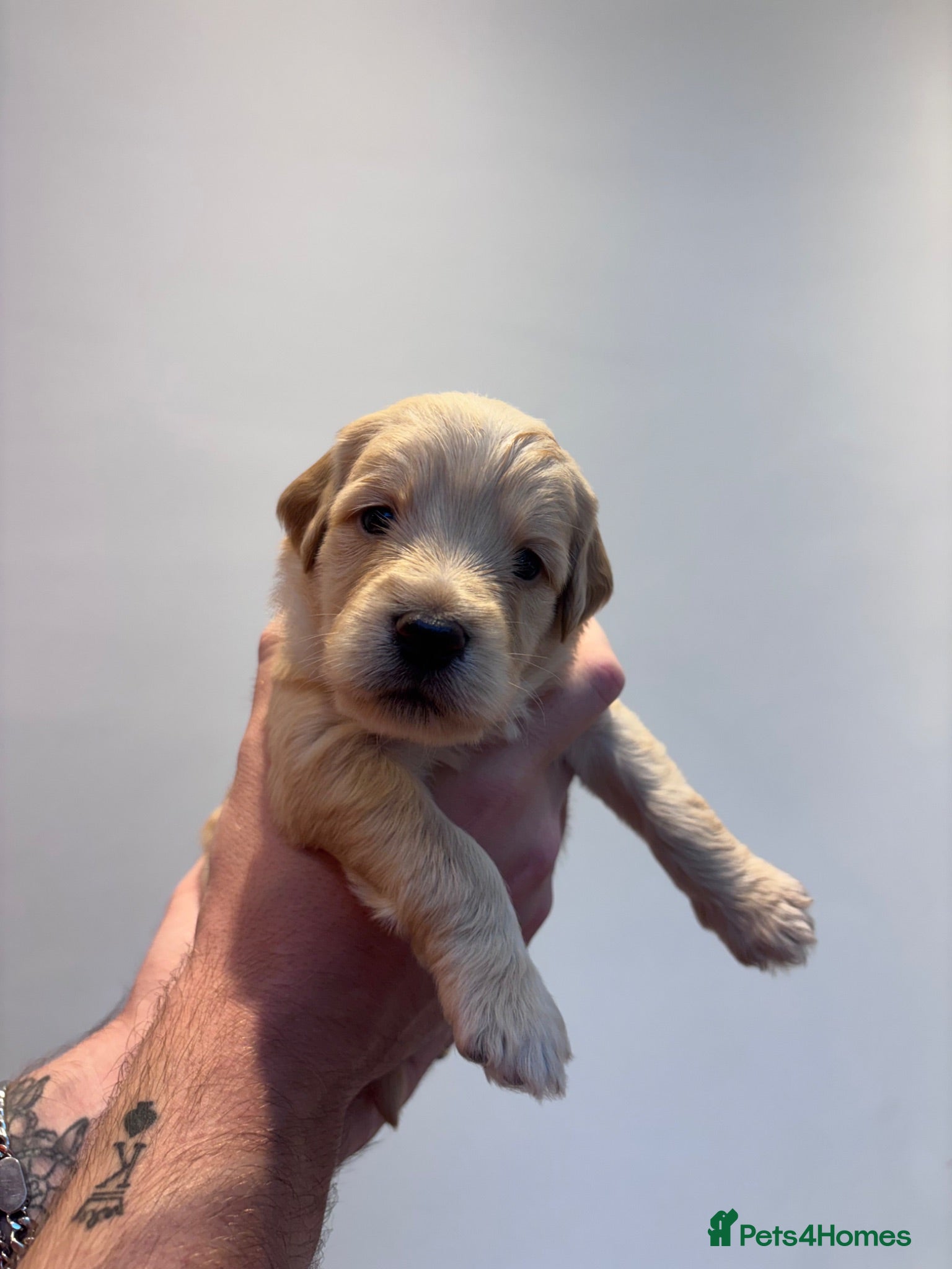Mixed Breed dogs Gorgeous Ultimate Doodles - Advert 2