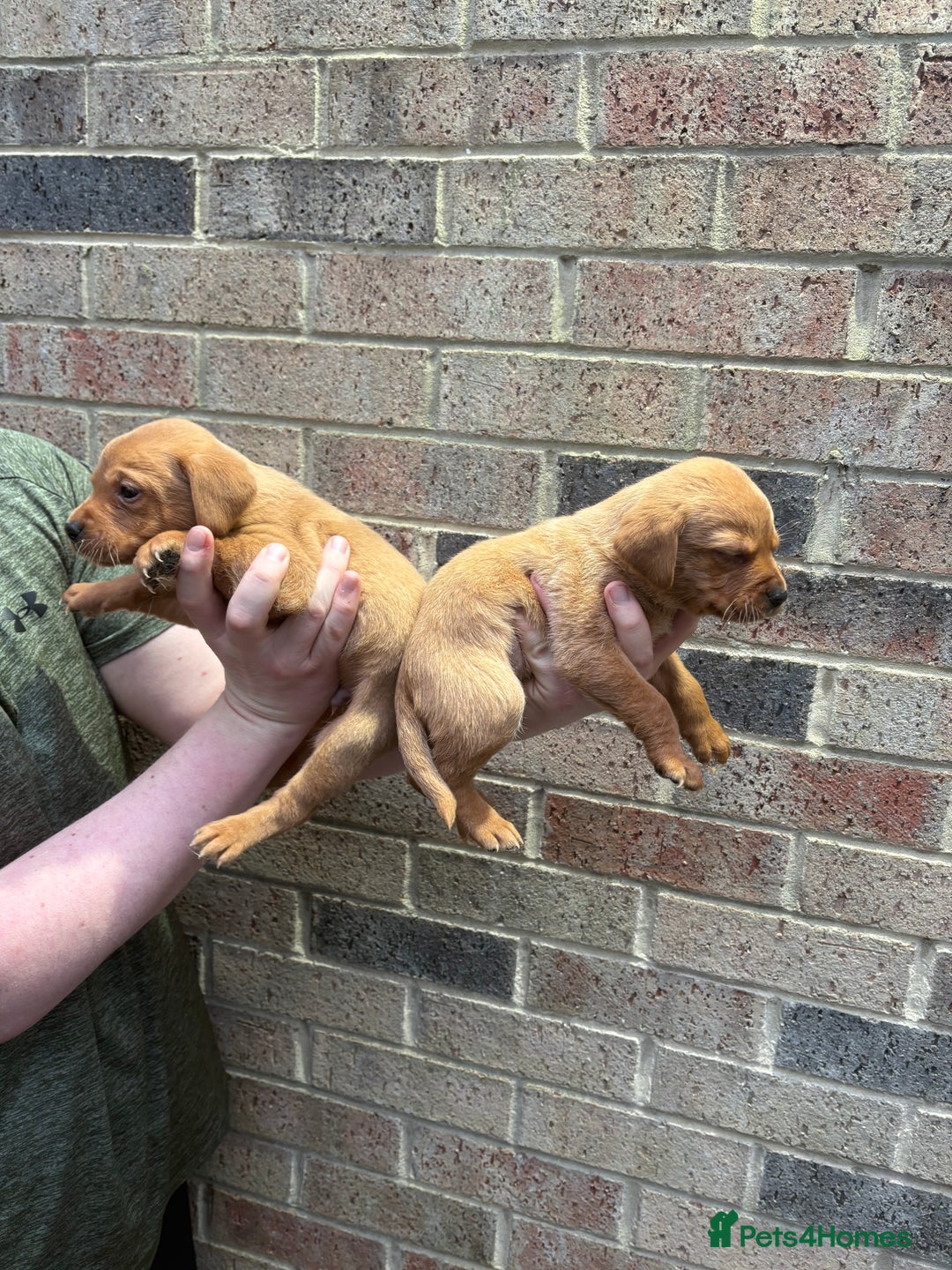 Labrador Retriever dogs for sale: Kc fox red Labrador puppies 4 boys ready to go  - Advert 24