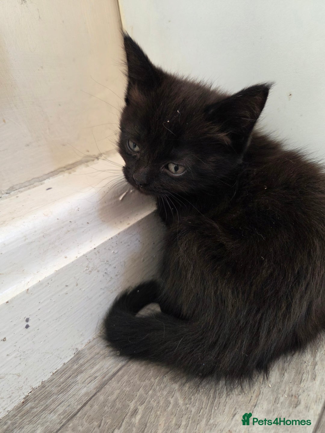 Domestic Shorthair cats for sale: Beautiful  kittens - Advert 6