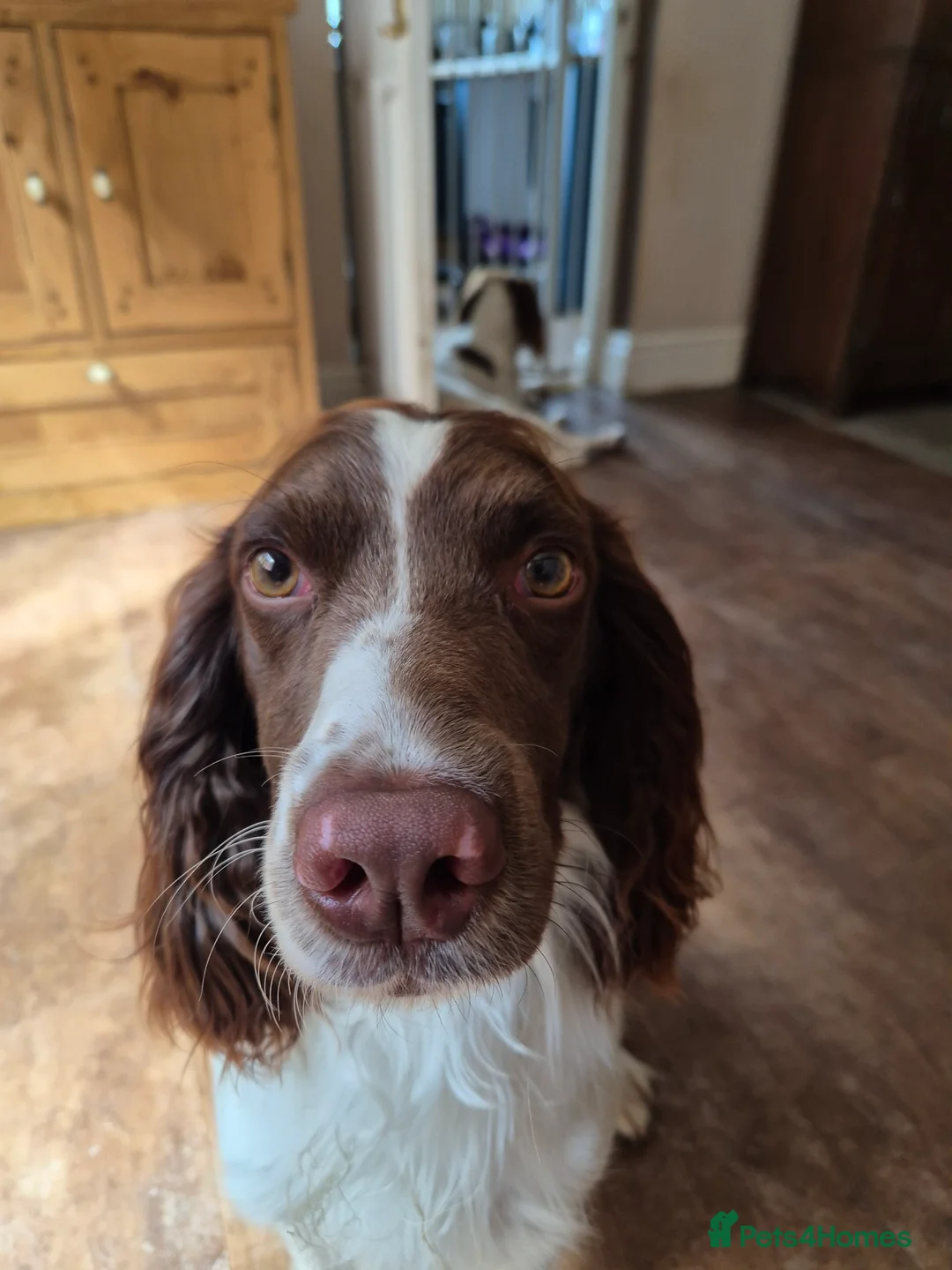 English Springer Spaniel dogs for stud: PROVEN ESS for stud amazing genealogy NOT FOR SALE in Tamworth - Advert 5