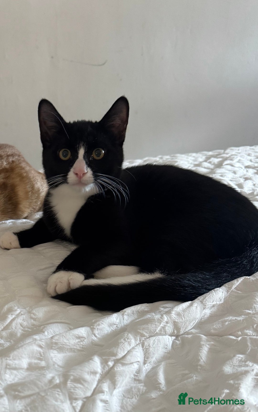 Domestic Shorthair cats for sale: Beautiful tuxedo boy - please read description - Image 3