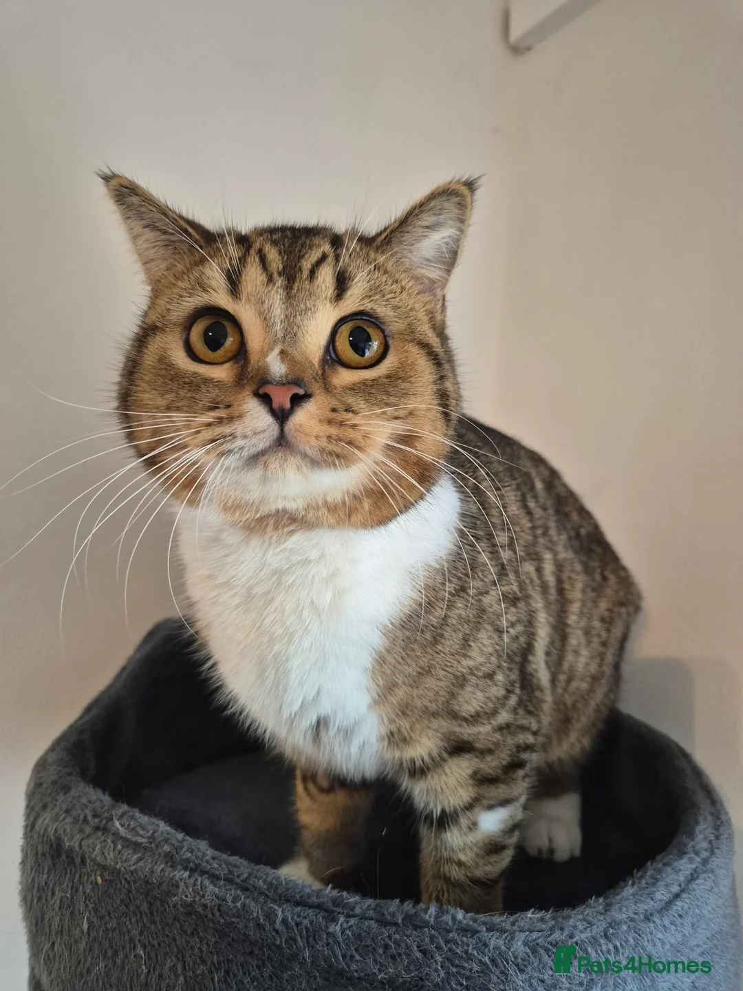 Selkirk Rex cats for sale: Pedigree selkirk rex cuddliest boy - Advert 1