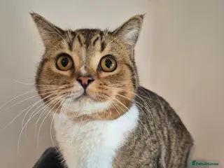 Selkirk Rex cats Pedigree selkirk rex cuddliest boy - Advert 6