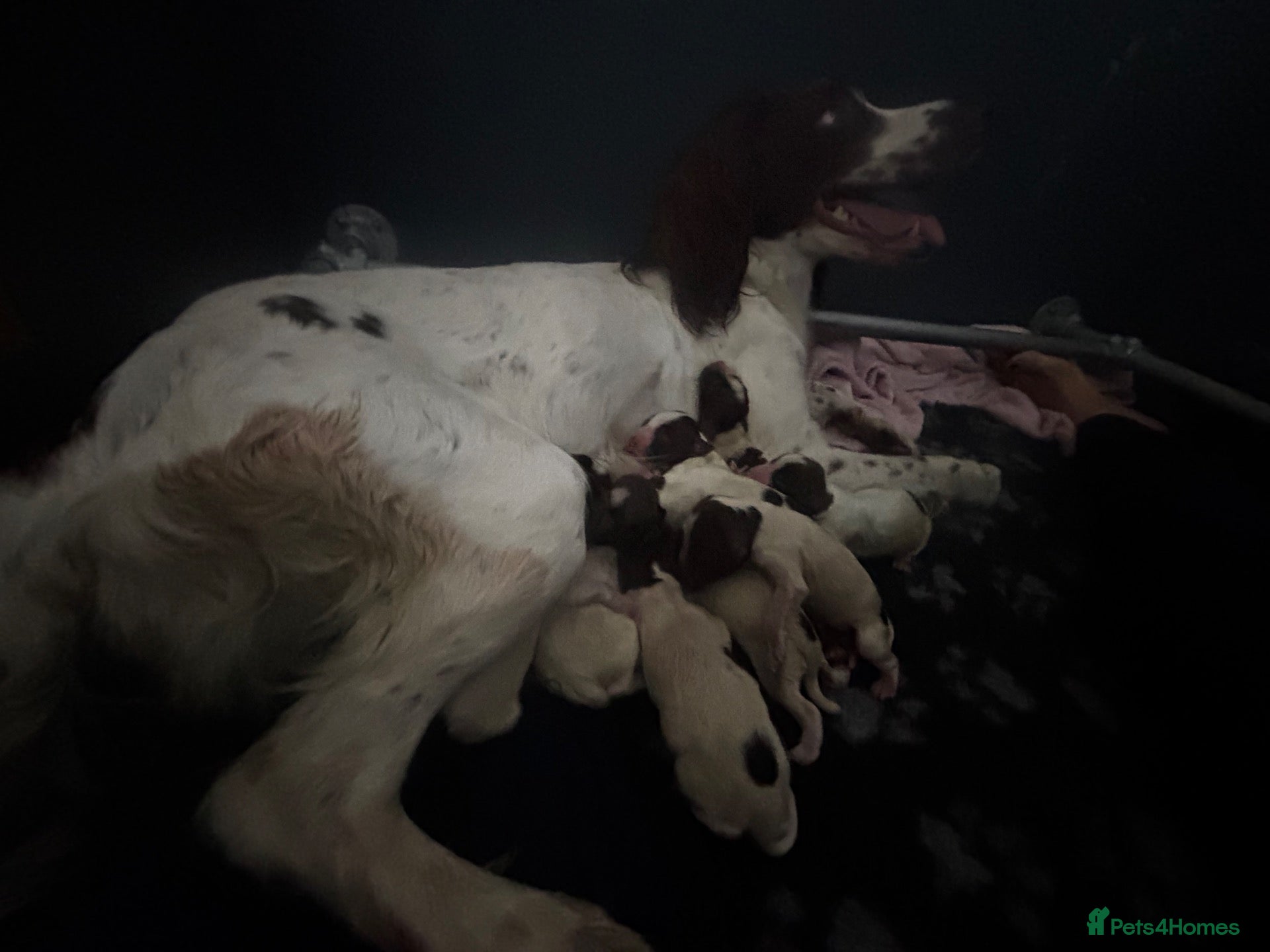 English Springer Spaniel dogs Exceptional pedigree springers Dam FTAW Sire FTCh - Advert 1