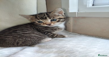 Mixed Breed cats in Faversham - Advert 15