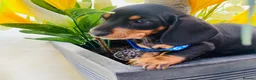 Miniature Dachshund dogs for sale: STUNNING Miniature Dachshund Puppies!!! - Advert 20