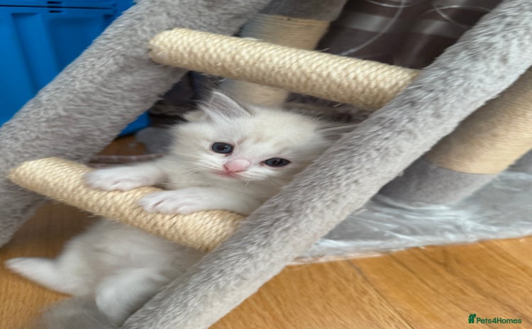 Ragdoll cats - Advert 5