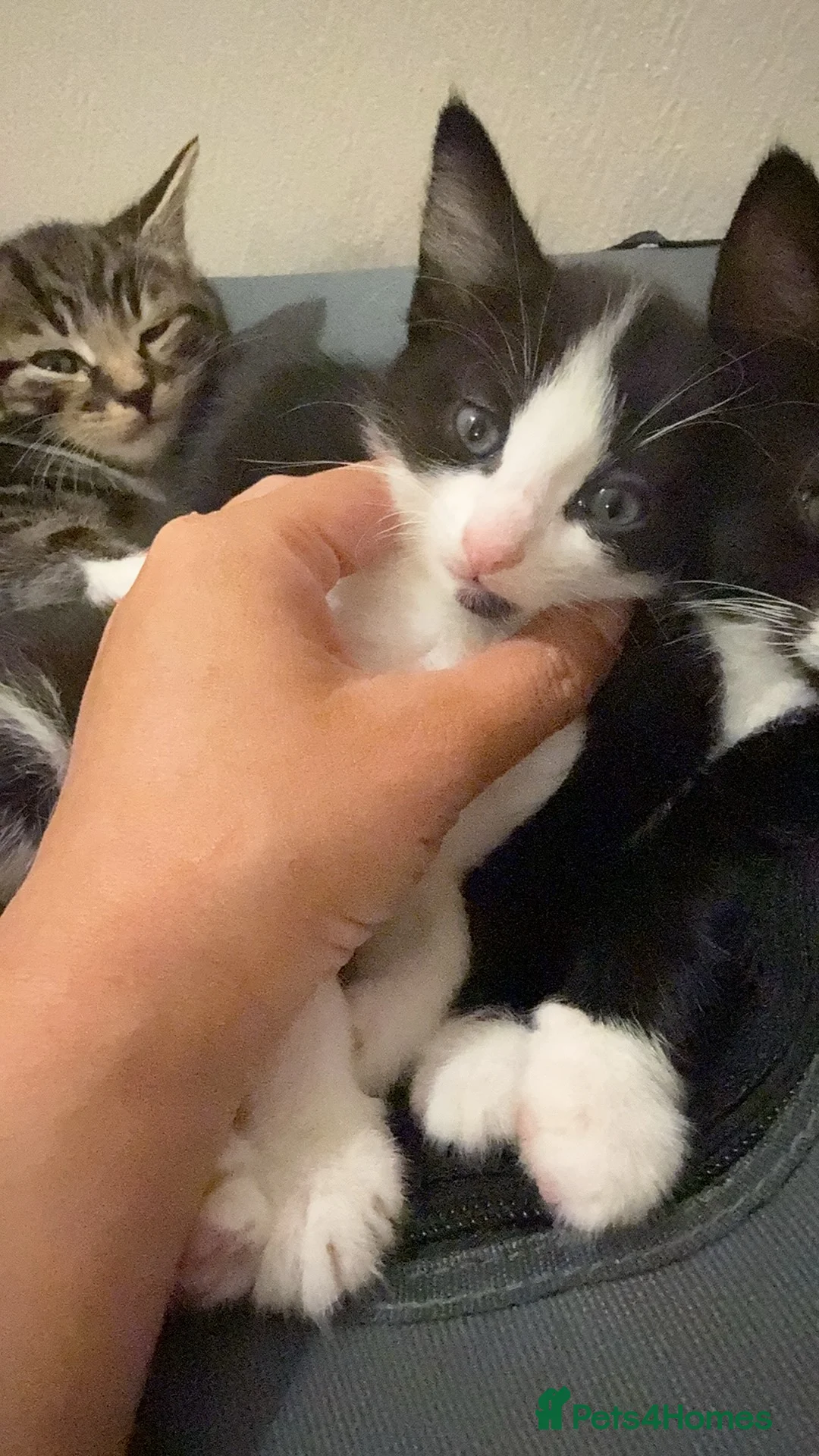 Mixed Breed cats for sale: Mixed kitten Black and white Female - Advert 1