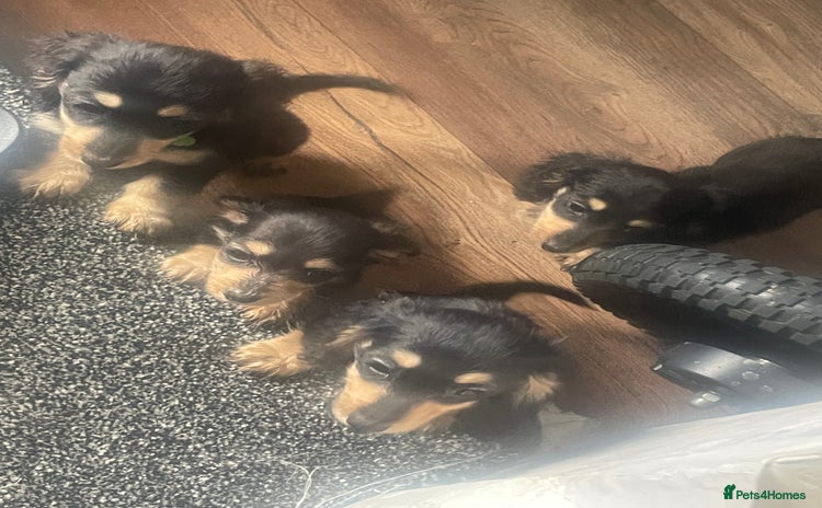 Miniature Dachshund dogs - Advert 8