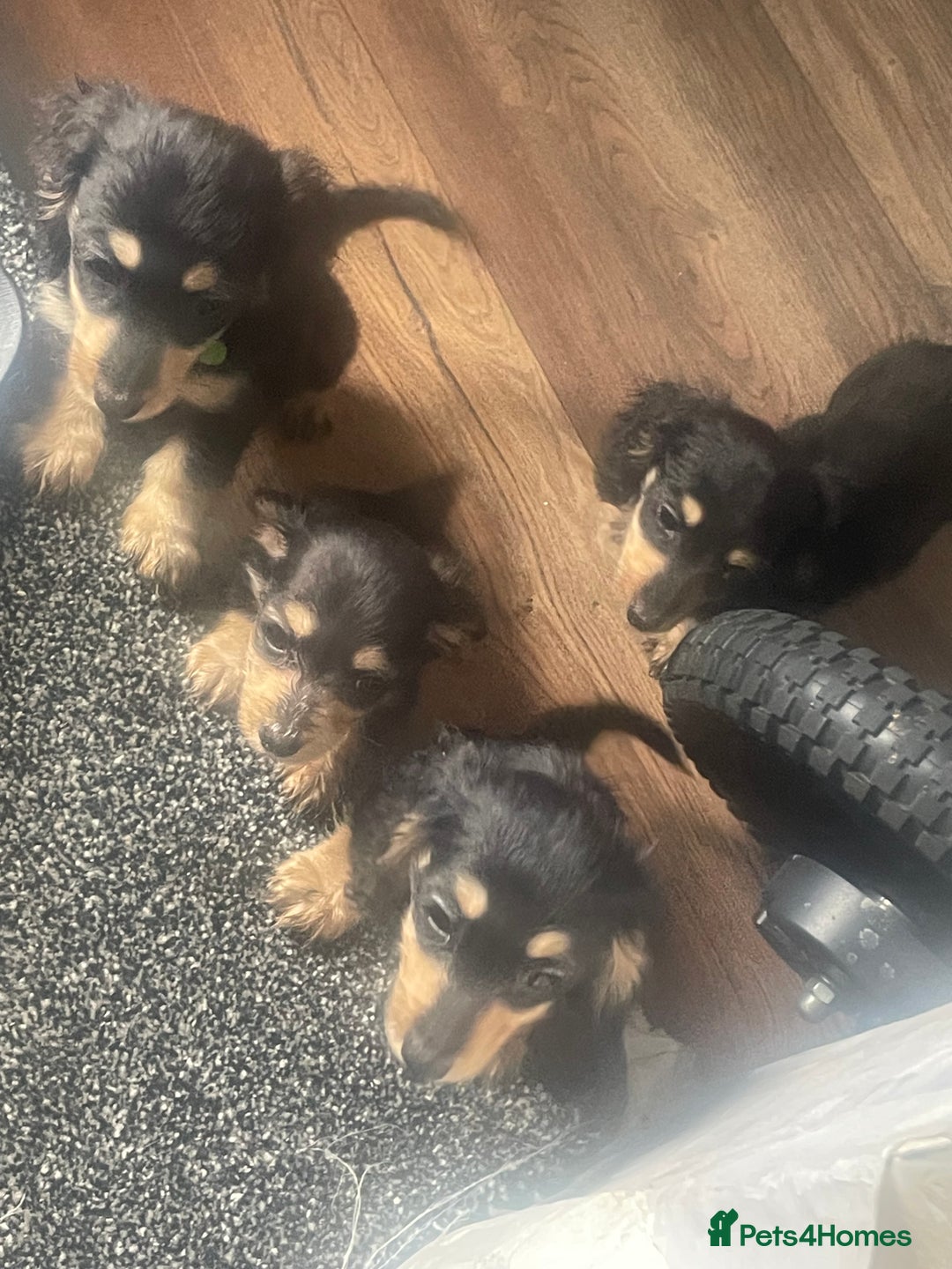 Miniature Dachshund dogs for sale: Kc Registered Long Haired Miniature Dachshunds - Advert 2