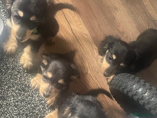 Miniature Dachshund dogs - Advert 15