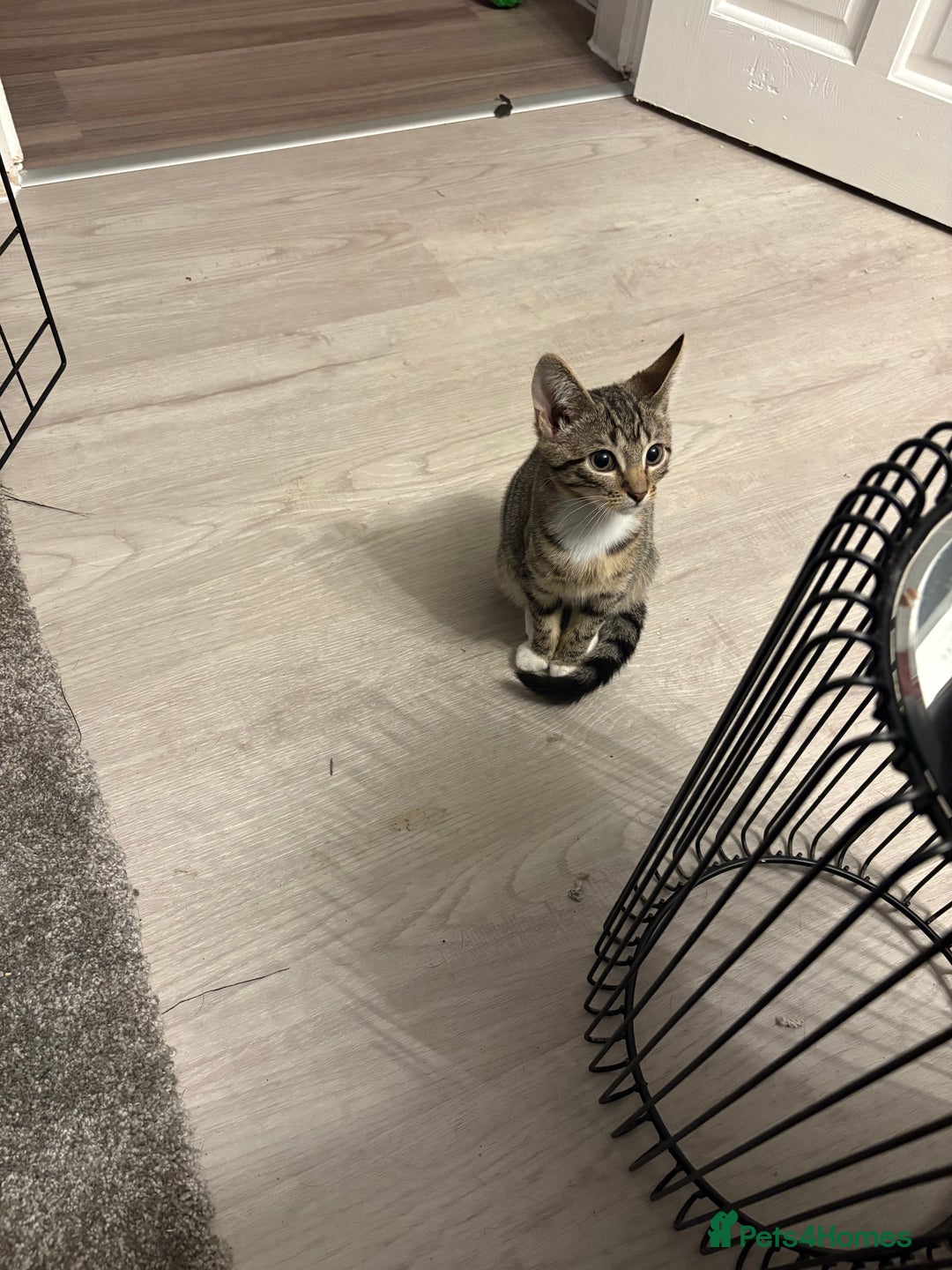 Mixed Breed cats for sale: Stunning wee kittens ready to go now  - Image 3