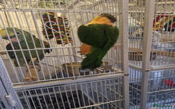 Parrots birds for sale: Caiques  - Image 8