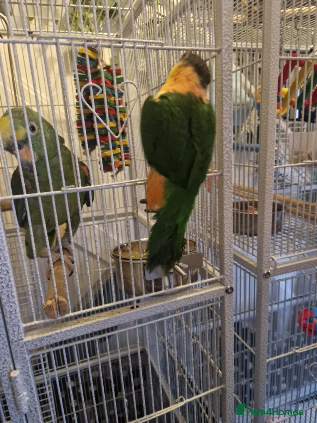 Parrots birds for sale: Caiques  - Image 8