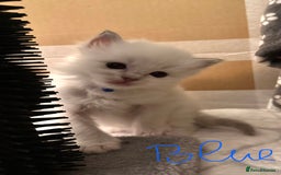 Ragdoll cats for sale: 5 beautiful and healthy Ragdoll kittens - Image 18