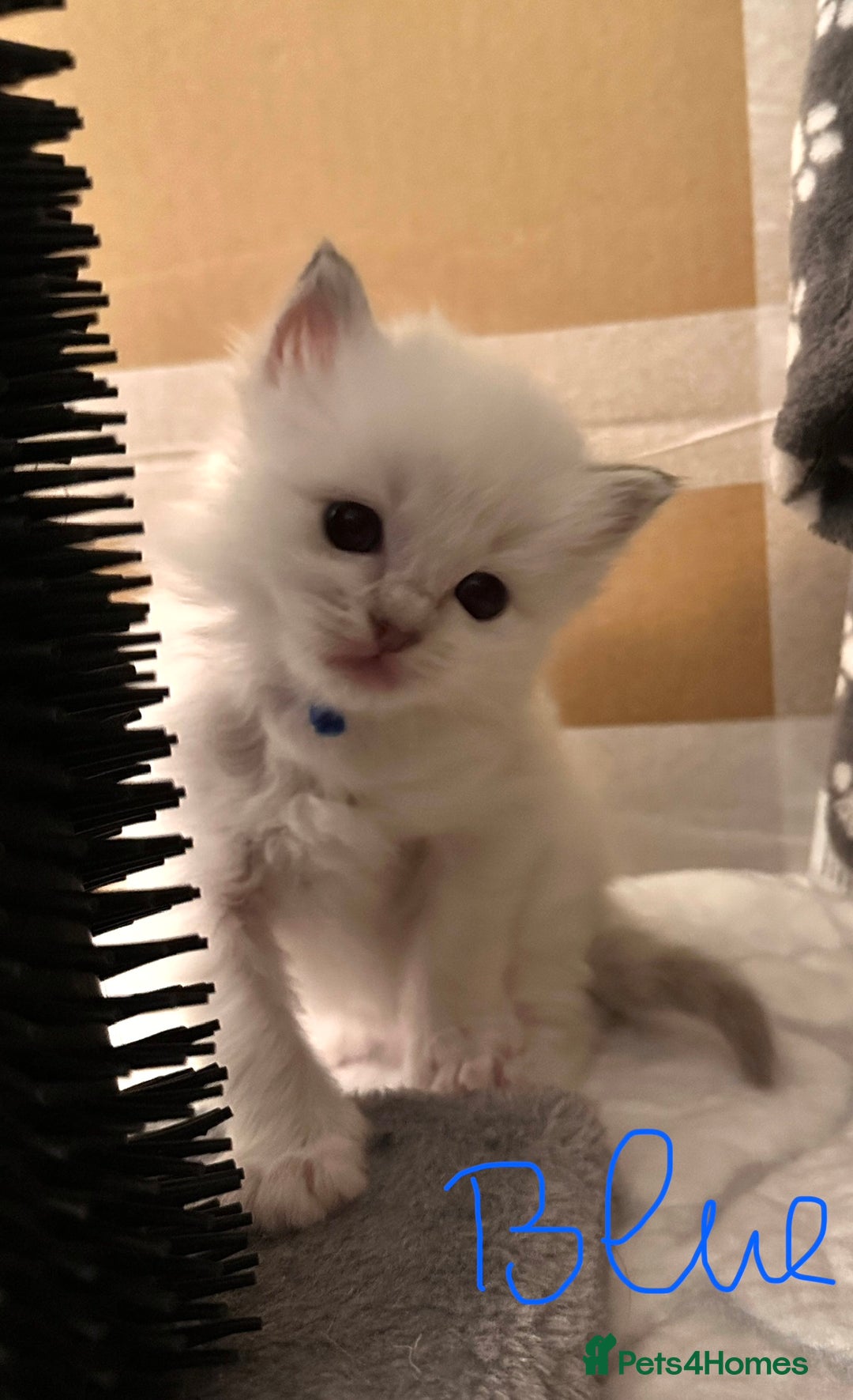 Ragdoll cats for sale: 5 beautiful and healthy Ragdoll kittens - Image 18