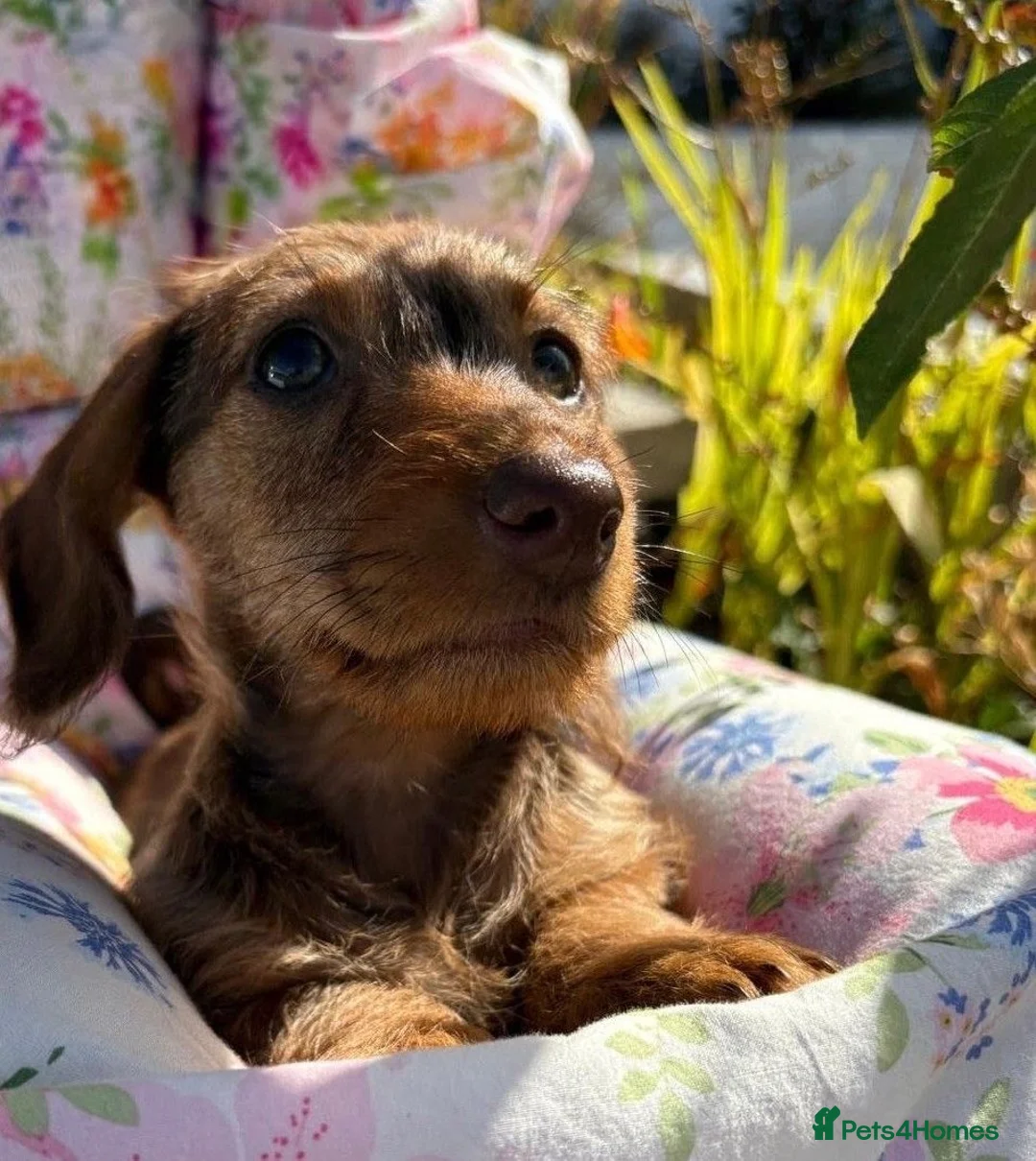 Miniature Dachshund dogs for sale: Boy and girl miniature wire haired dachshund  - Advert 11