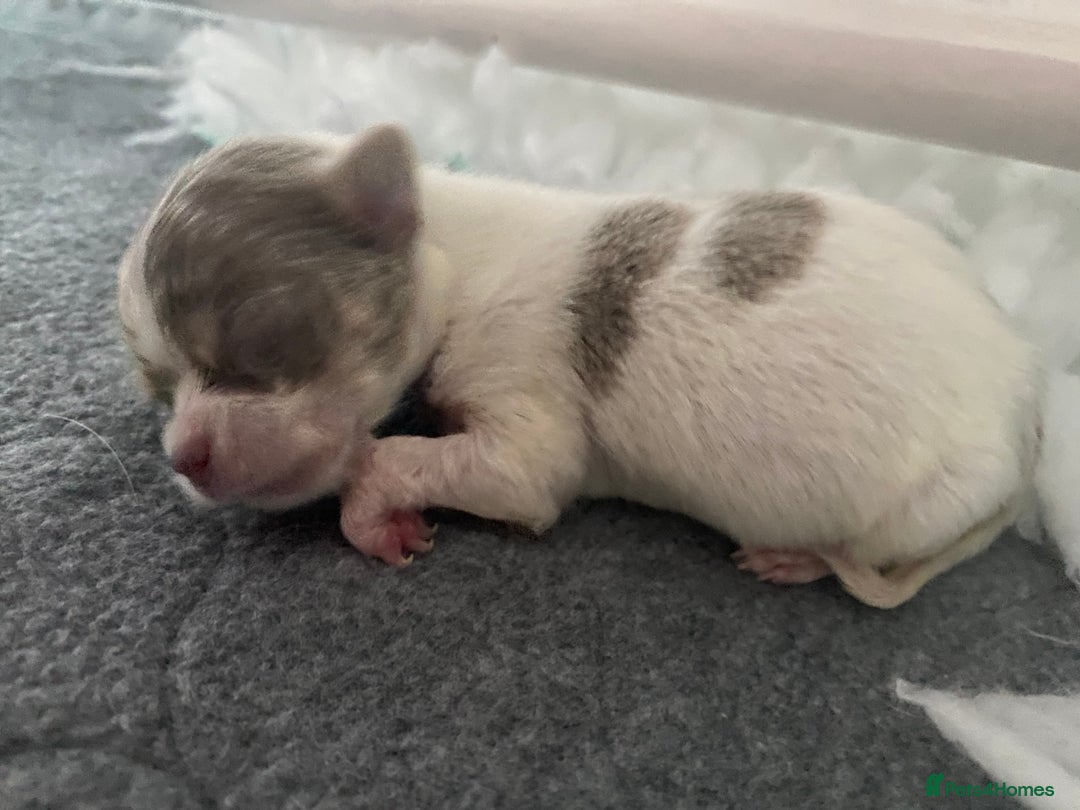Chihuahua dogs for sale: Exquisite KC Registered Apple Chihuahua Puppies 💖 - Image 5