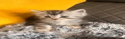 Maine Coon cats for sale: Silver Maine coon cross kittens  - Advert 21