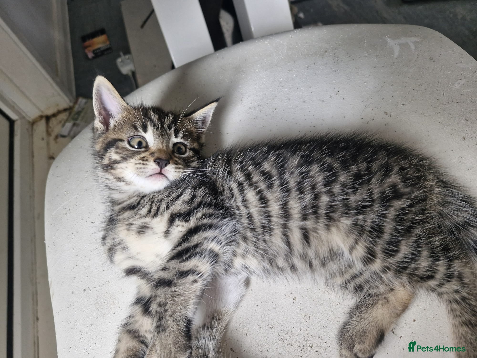 Mixed Breed cats Tabby kittens - Advert 6
