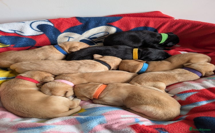 Labrador Retriever dogs - Advert 3