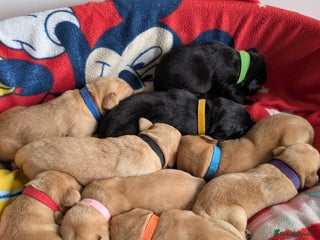 Labrador Retriever dogs - Advert 27