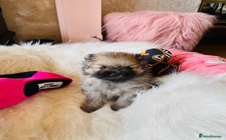 Pomeranian dogs - Advert 5