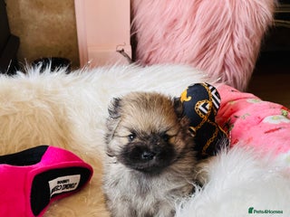 Pomeranian dogs - Advert 5