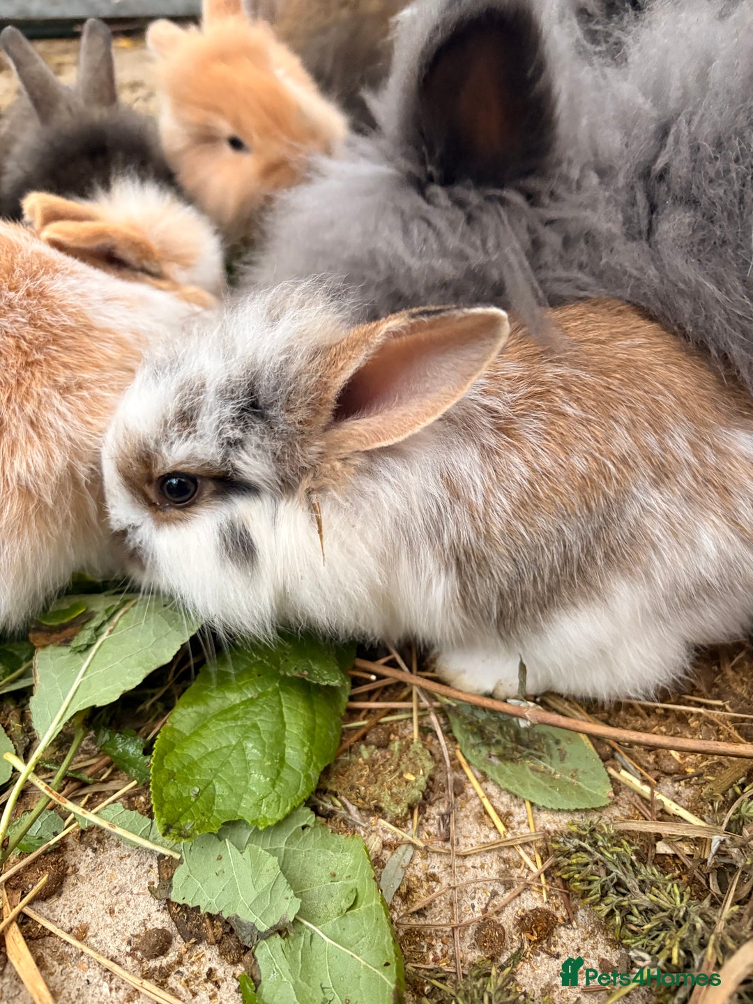 Lionhead rabbits for sale: Rabbits for sale  - Image 3
