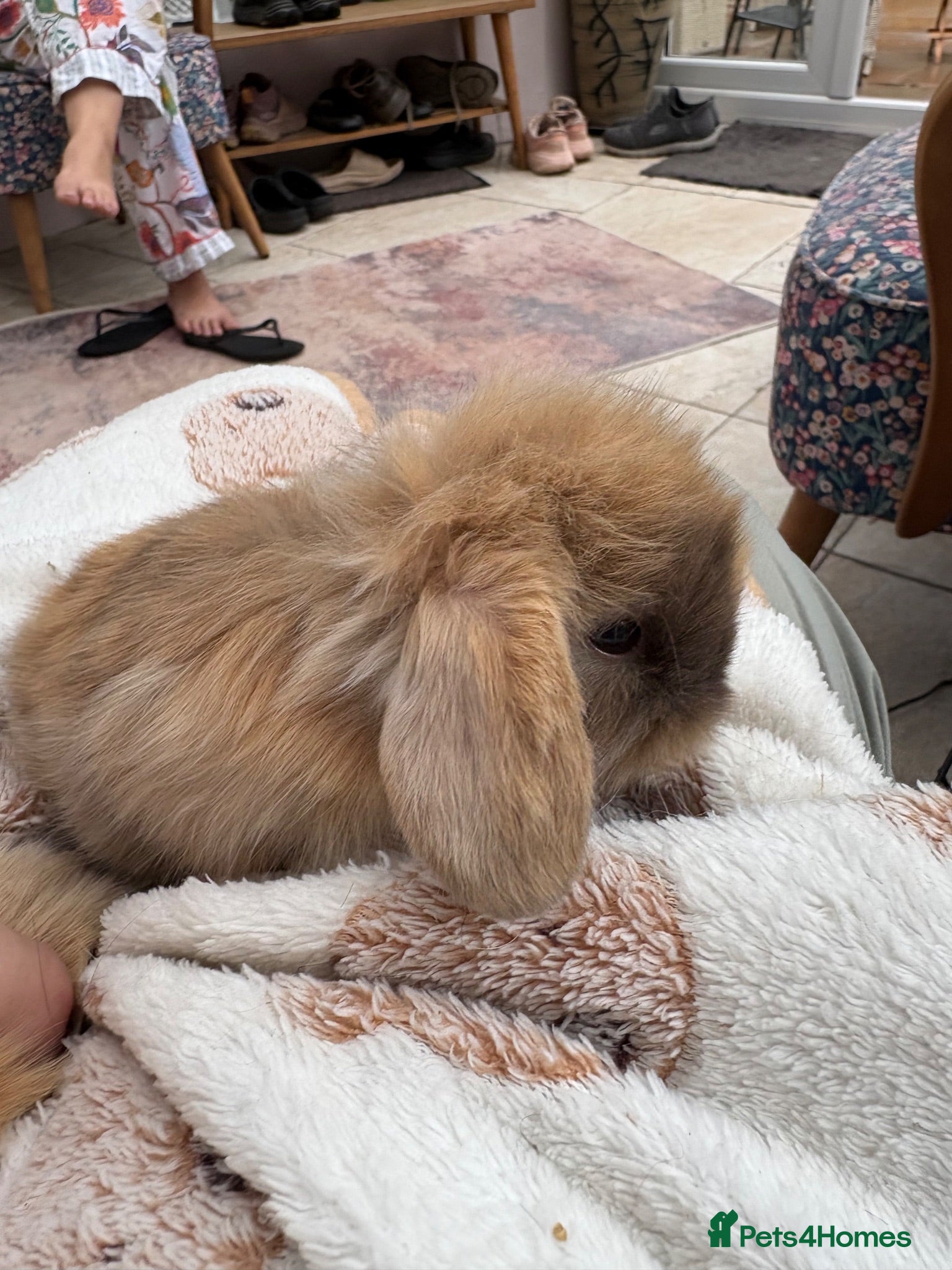 Mini Lop rabbits Mini lops-raised indoors-vaccinated  - Advert 2