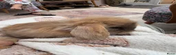 Mini Lop rabbits for sale: Mini lops-raised indoors-vaccinated  - Advert 2