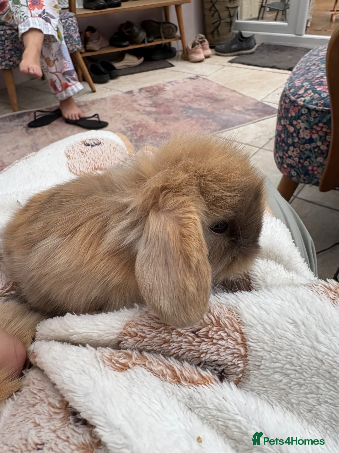 Mini Lop rabbits for sale: Mini lops-raised indoors-vaccinated  - Advert 2