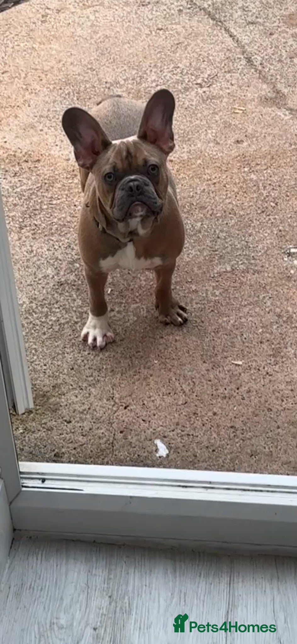 French Bulldog dogs Loving home for rocky the french bulldog - Advert 1