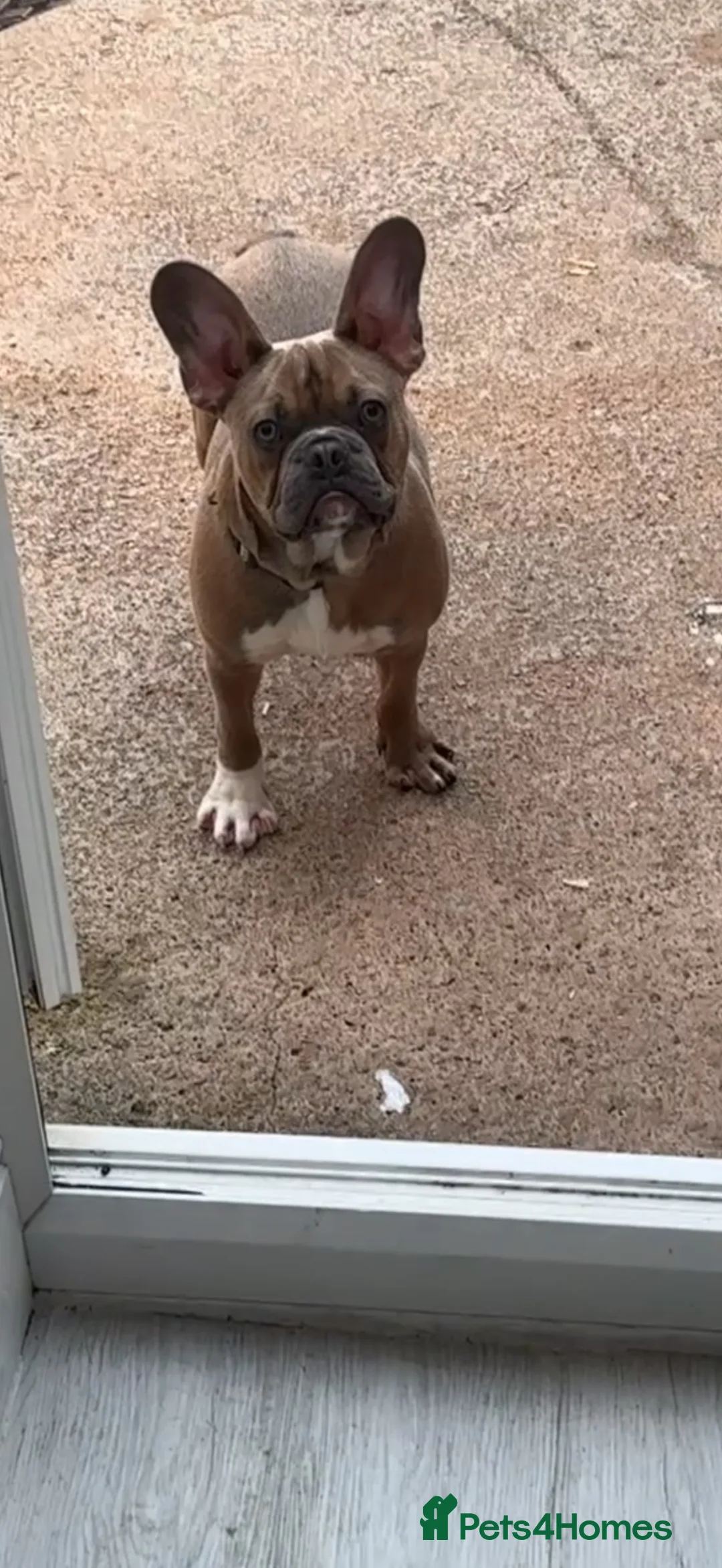 French Bulldog dogs for sale: Loving home for rocky the french bulldog - Advert 1