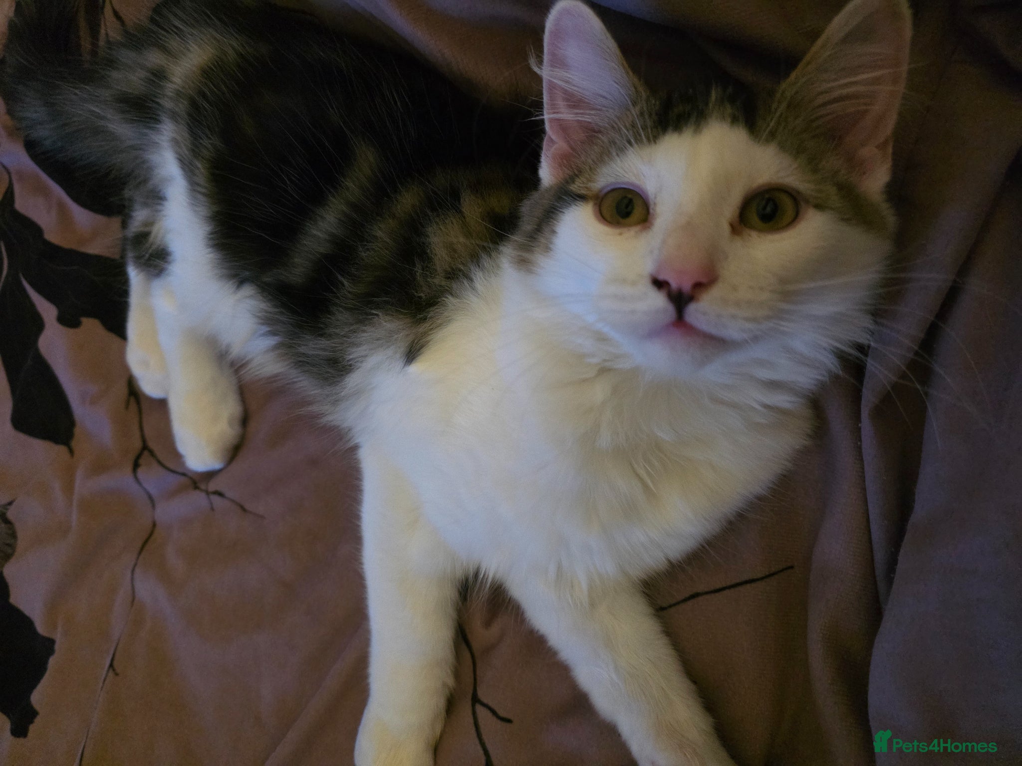 Mixed Breed cats Male kitten for sale  - Advert 4