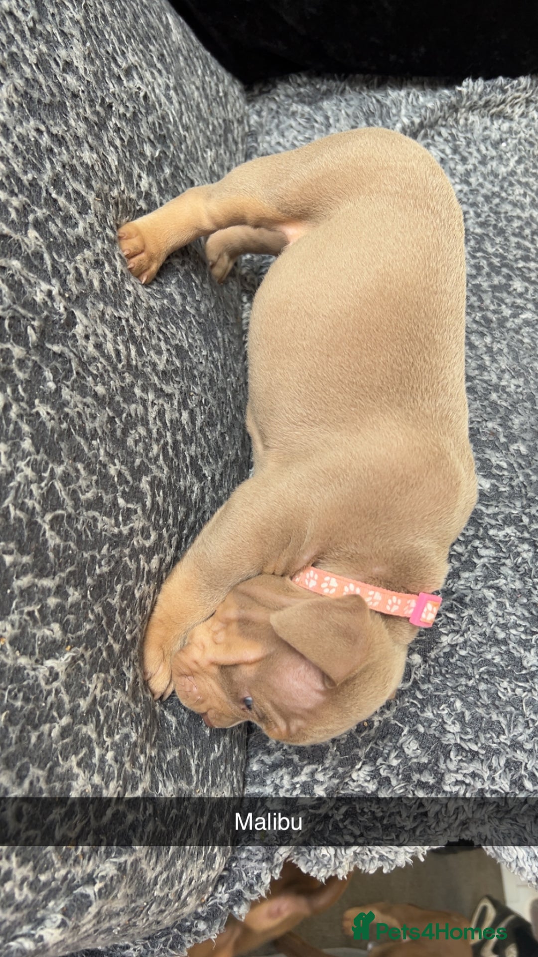 American Bully dogs for sale: Stunning pocket bullie’s  - Image 29