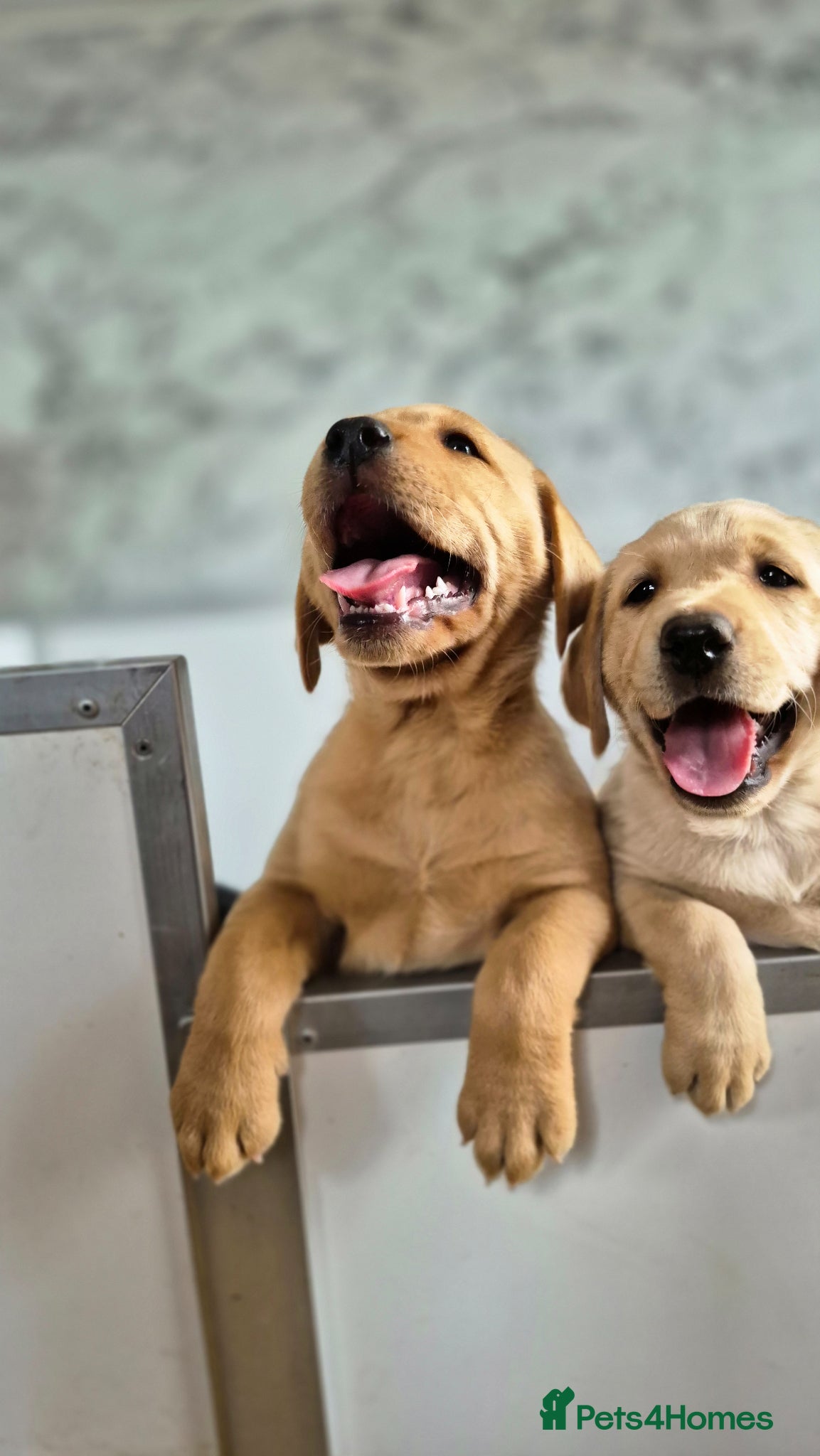 Labrador Retriever dogs KC Registered, ready now. Outgoing pups - Advert 2