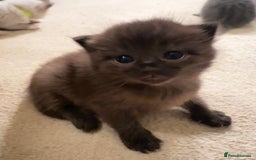 Ragdoll cats for sale: CINNAMON RAGDOLL GIRL - Image 1
