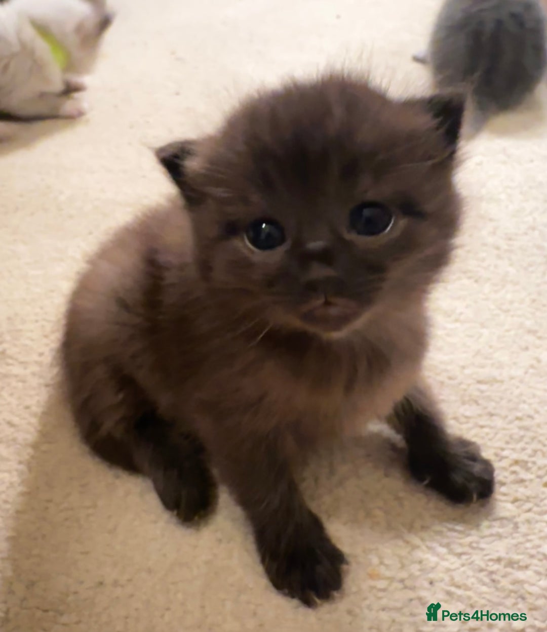 Ragdoll cats for sale: CINNAMON RAGDOLL GIRL - Image 1