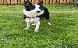Border Collie dogs for sale: Border Collie Puppies - Image 34