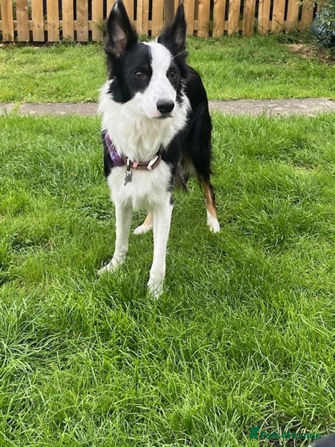 Border Collie dogs for sale: Border Collie Puppies - Image 34