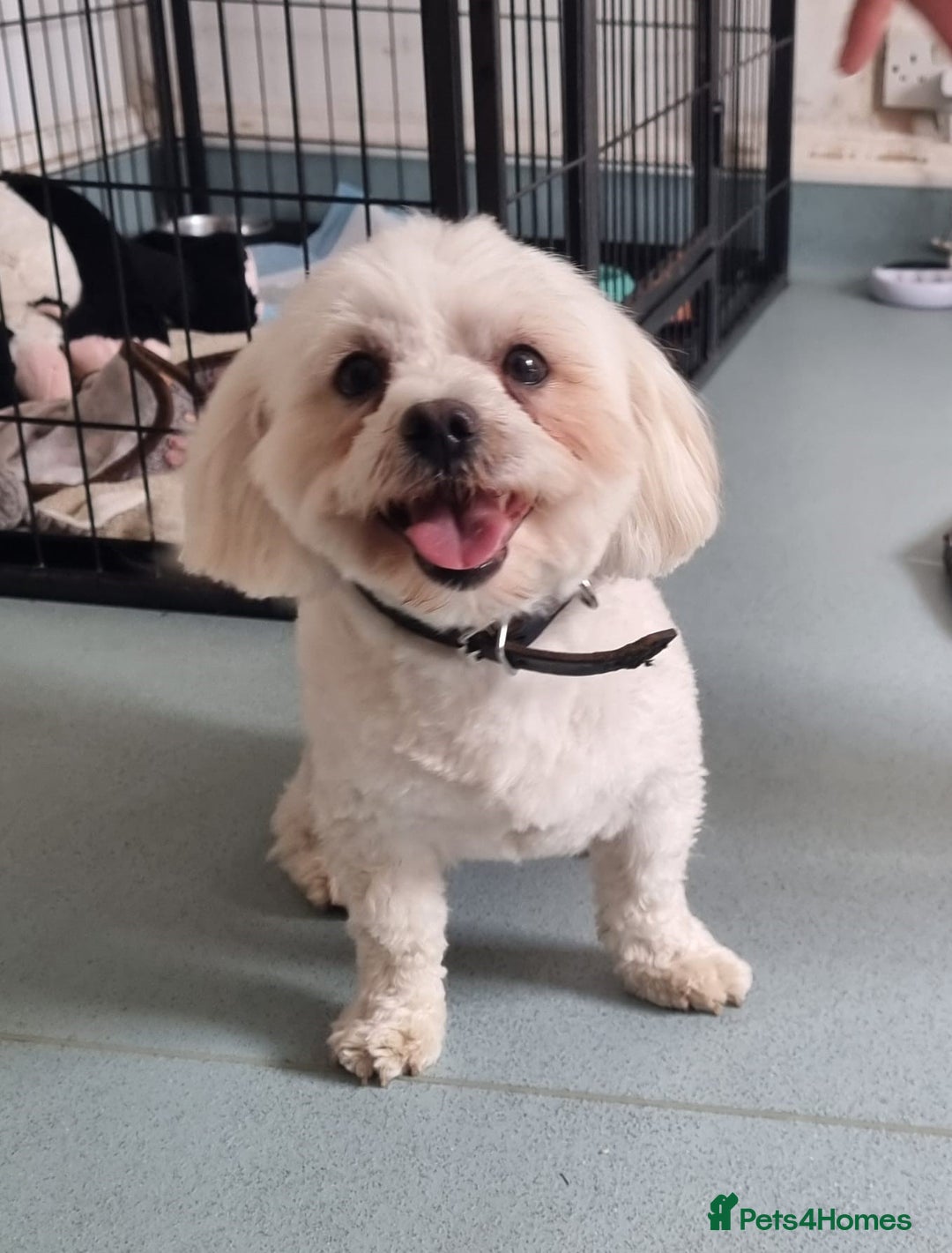 Maltese dogs for sale: Maltese Cross Puppies - Advert 4