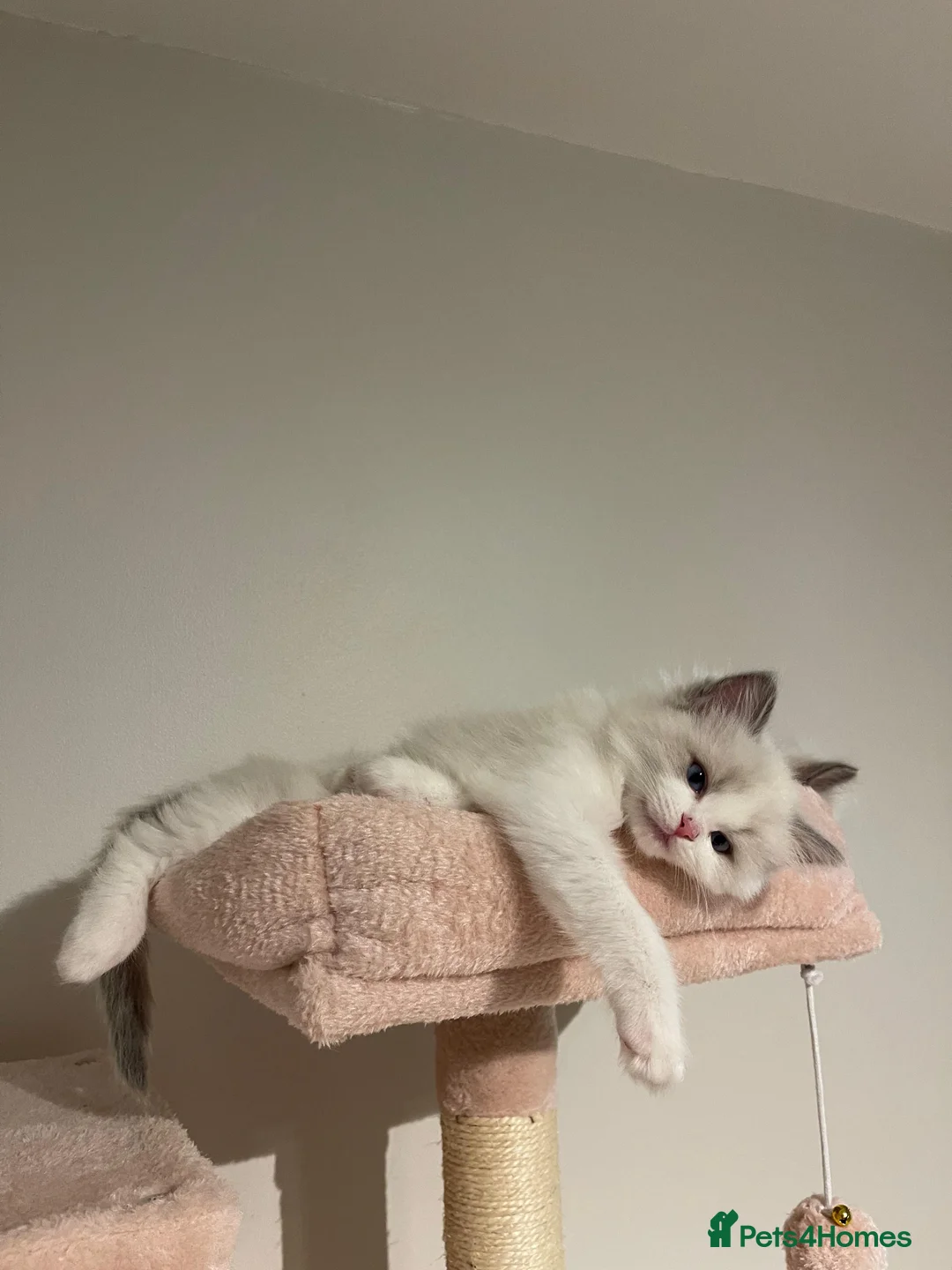 Ragdoll cats for sale: European Purebred Female Ragdoll 🩷 - Advert 34